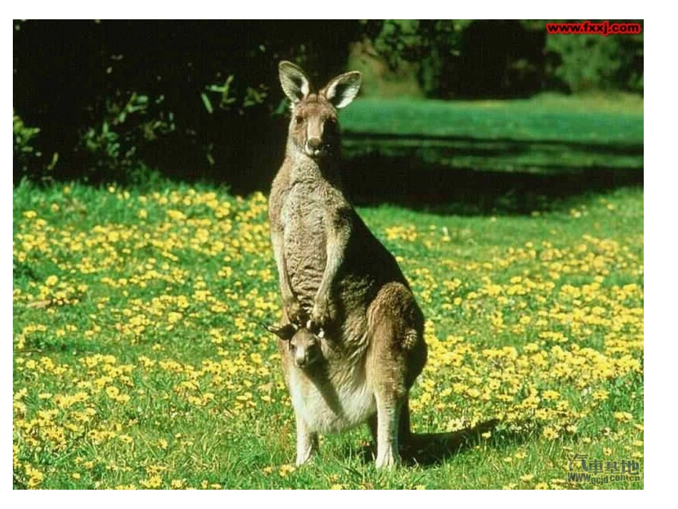 识字6制作课件_第3页