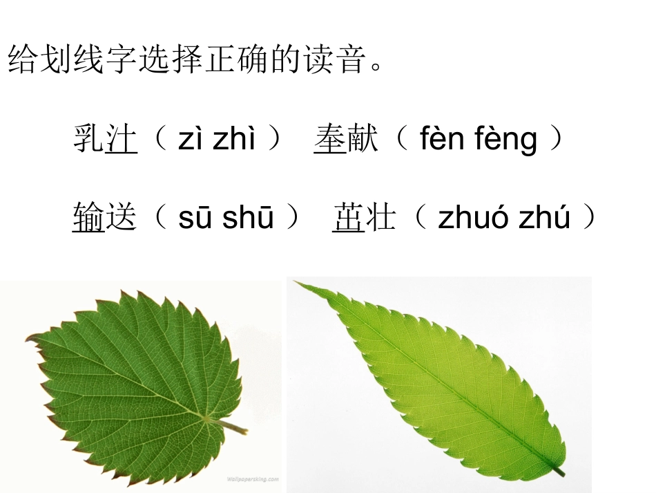 苏教版三上做一片美的叶子_第2页