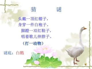 人教版四年级上册语文13《白鹅》