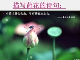 苏幕遮（公开课)