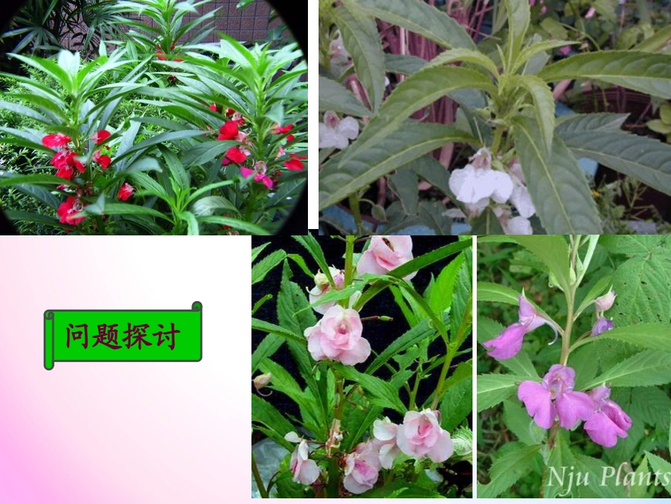 孟德尔的豌豆杂交实验_第3页