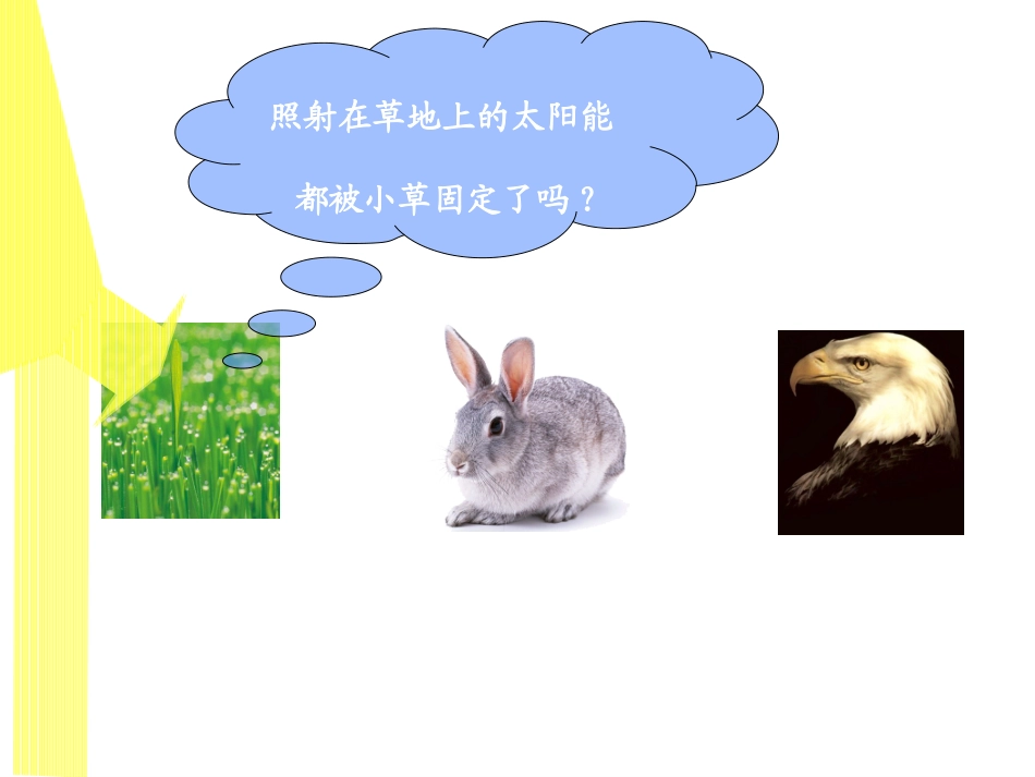 生物：52《生态系统的能量流动》课件（新人教版必修3）_第3页