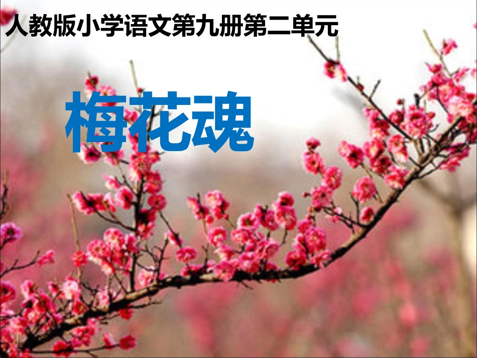 《梅花魂》课件_第1页