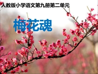 《梅花魂》课件