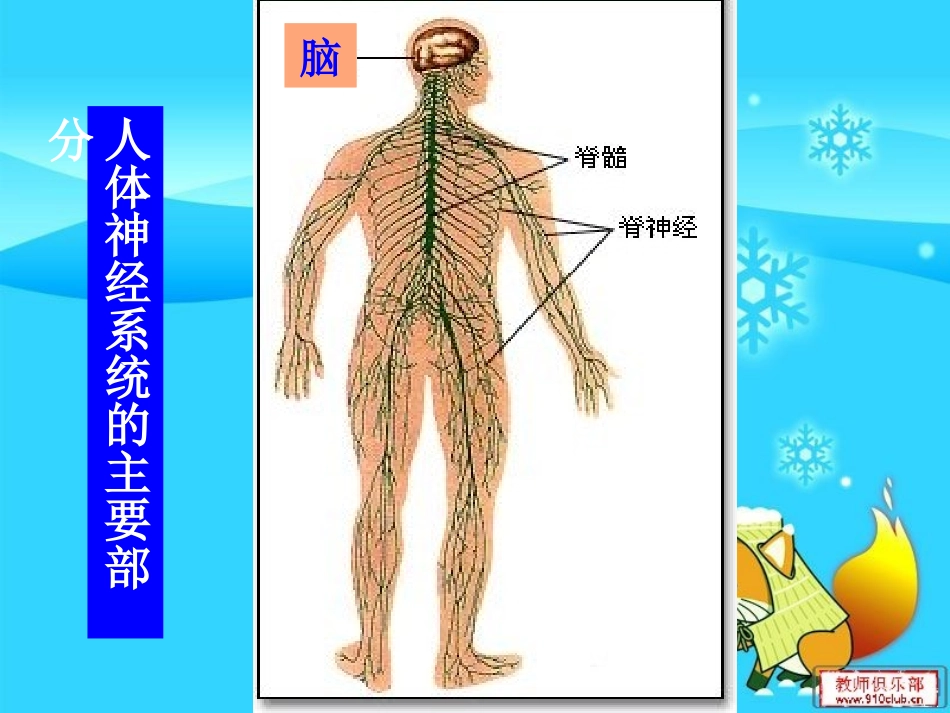 优课21通过神经系统的调节（必修三课件）_第2页