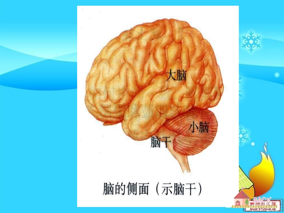 优课21通过神经系统的调节（必修三课件）_第3页