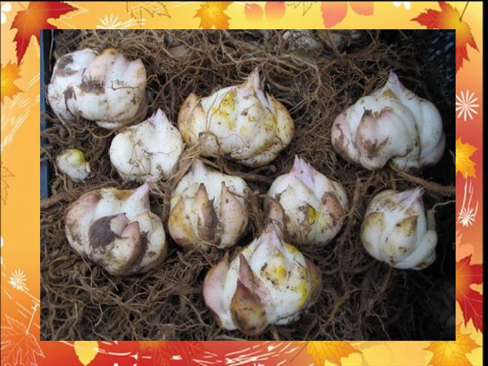 小鼹鼠找宝贝_第2页