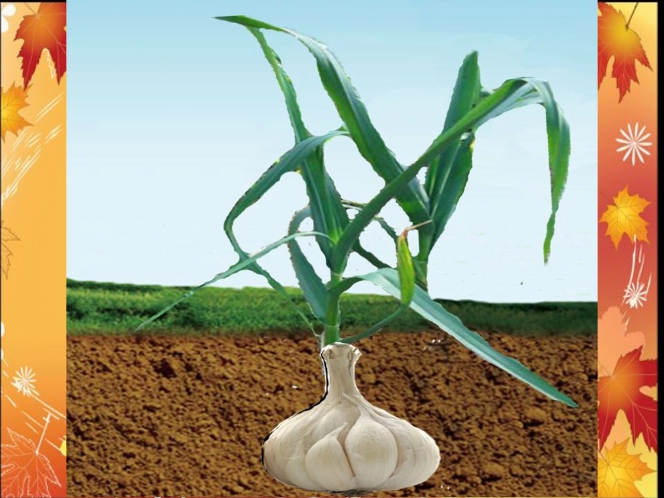 小鼹鼠找宝贝_第3页