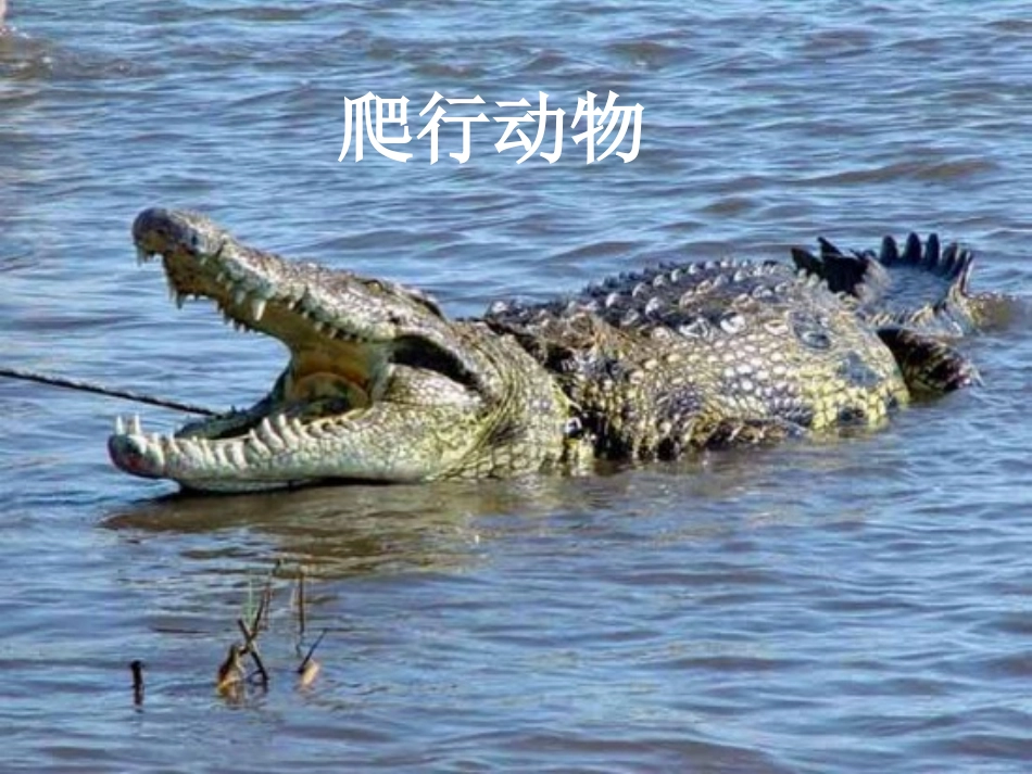 爬行动物课件_第1页