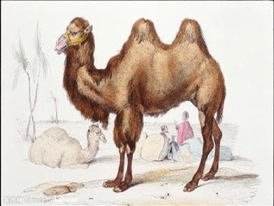 《小骆驼》教学课件_第2页