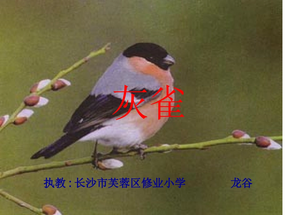 《灰雀》课件_第1页