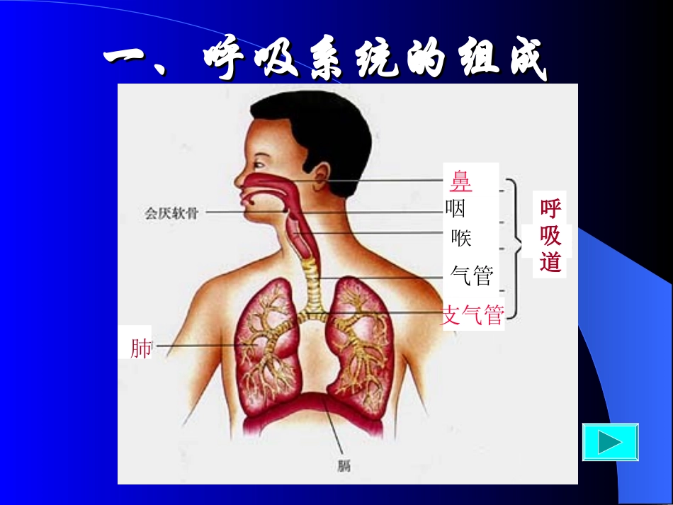 人体的呼吸课件_第2页