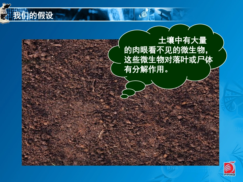 认识细菌和放线菌-教学课件_第3页