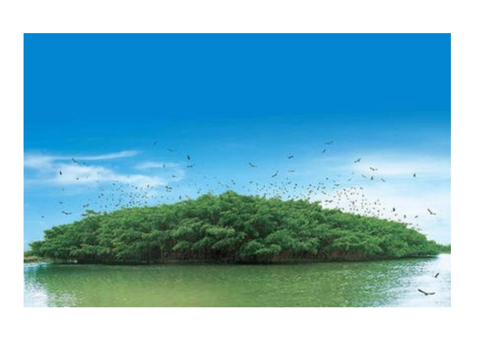 小鸟天堂（家乡的大榕树微课）_第2页