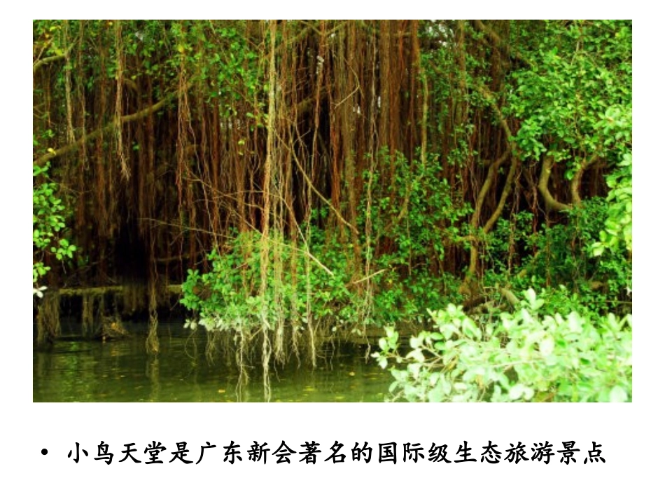 小鸟天堂（家乡的大榕树微课）_第3页