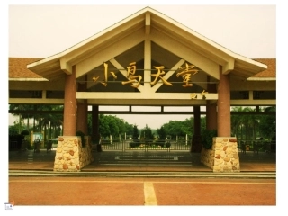 小鸟天堂（家乡的大榕树微课）