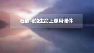石缝间的生命上课用课件