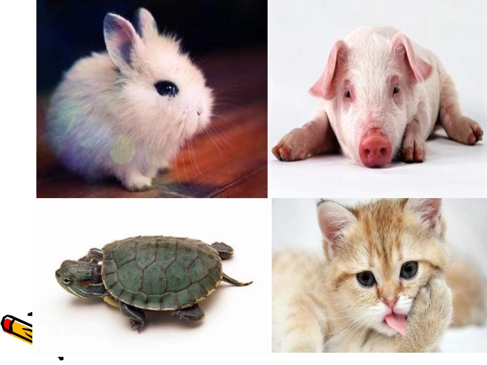 喜欢的小动物_第3页