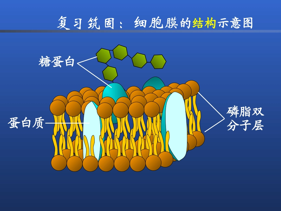 物质跨膜运输的方式３６_第1页