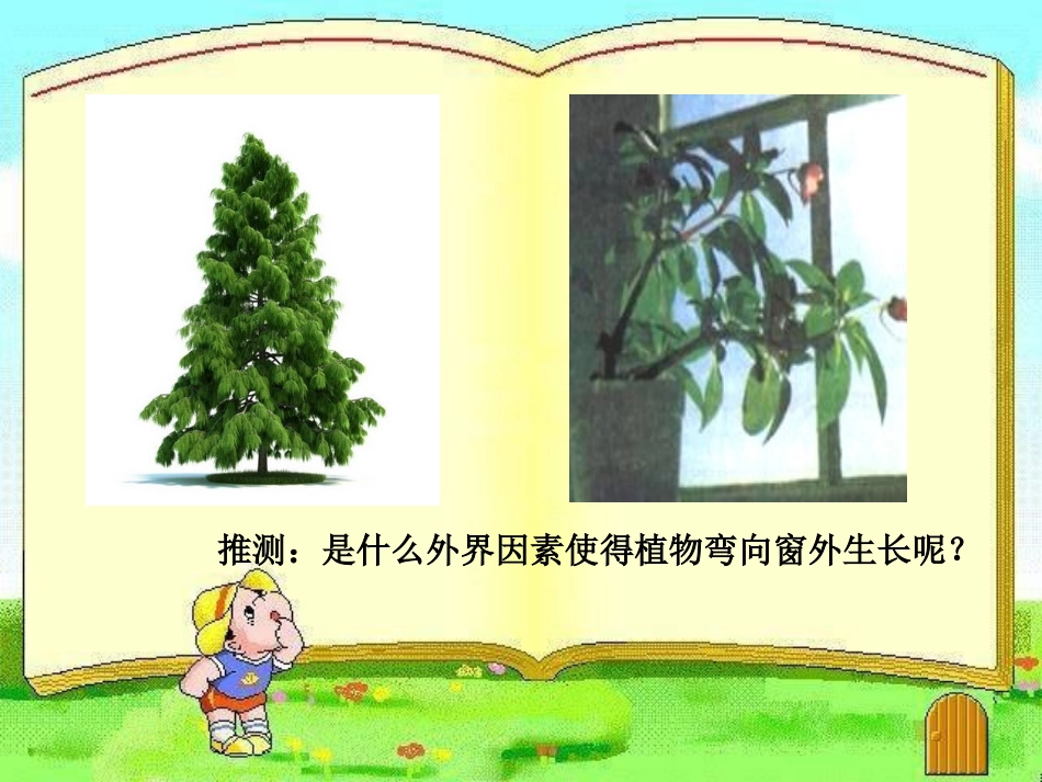 植物生长素的发现课件人教版必修_第2页