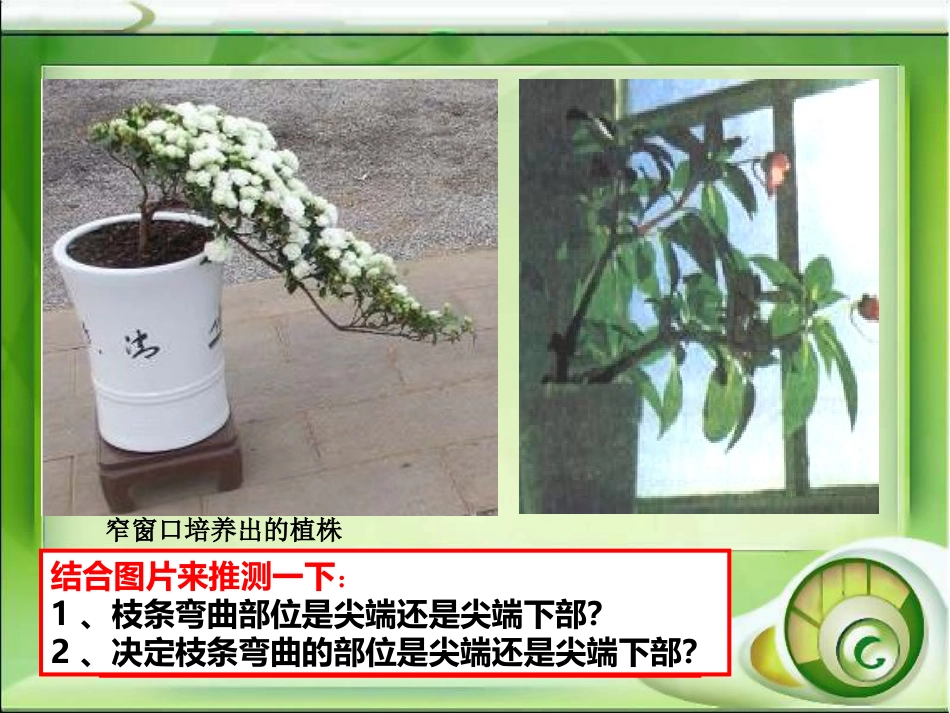 植物生长素的发现课件人教版必修_第3页
