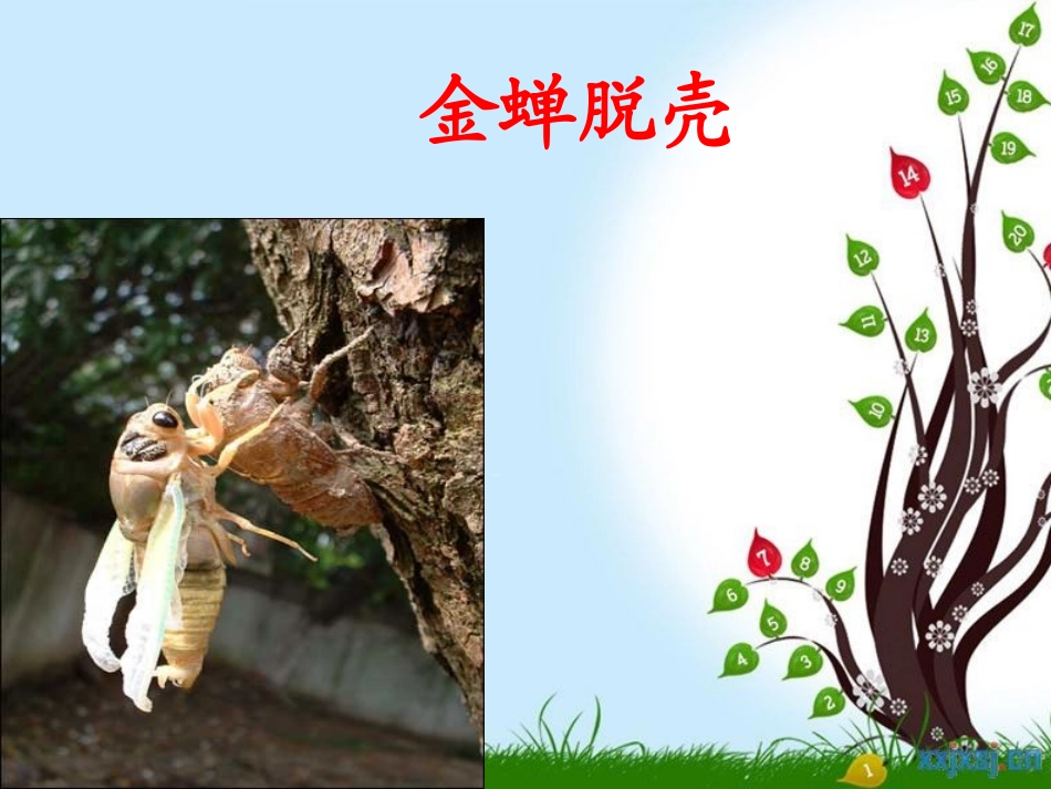 金蝉脱壳课件_第1页