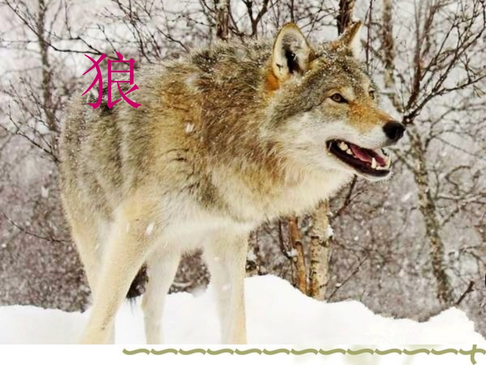 精英杯展示《向狼向路》课件三_第2页