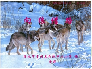 精英杯展示《向狼向路》课件三