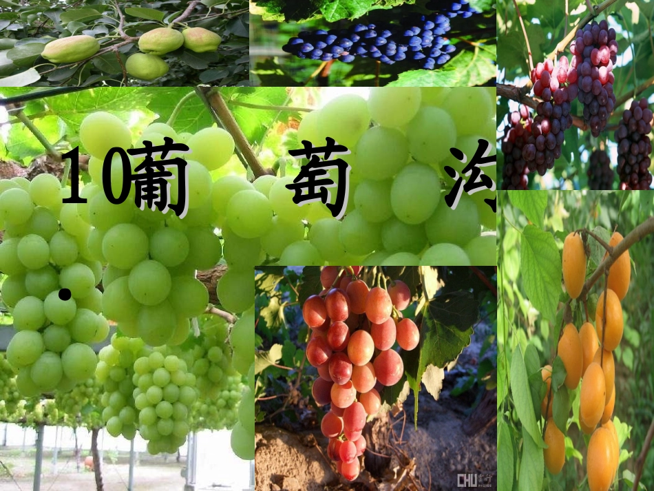 葡萄沟课件（曾建丽）_第1页