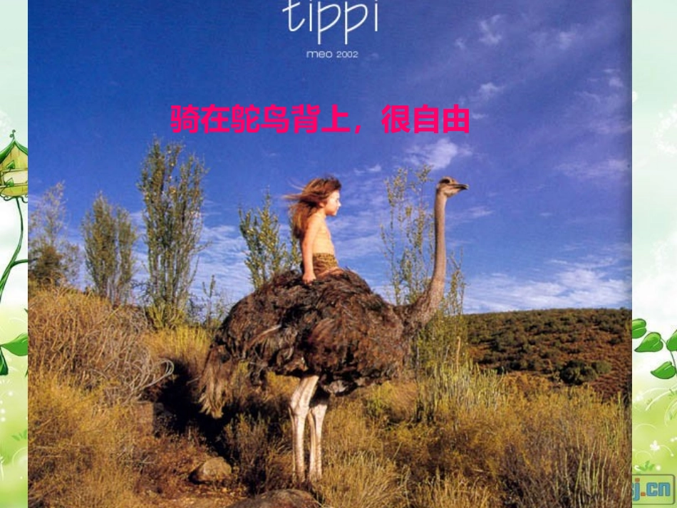 野生动物朋友_第3页