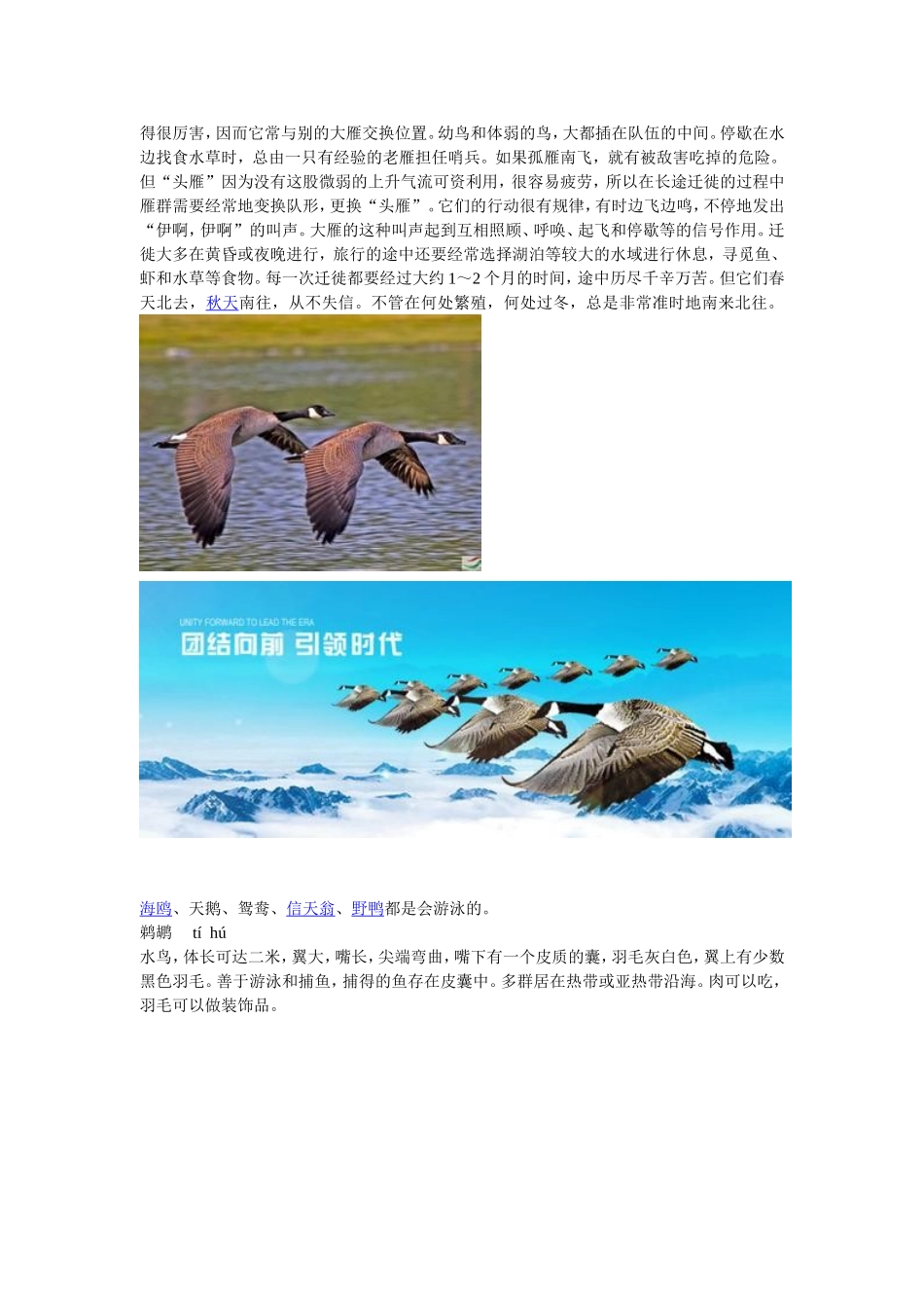 大雁既会飞又会游（人教版三下数学广角）_第2页