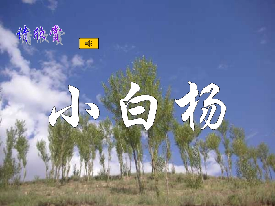 《白杨》PPT课件_第1页