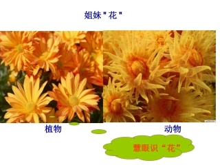 第一节腔肠动物和扁形动物