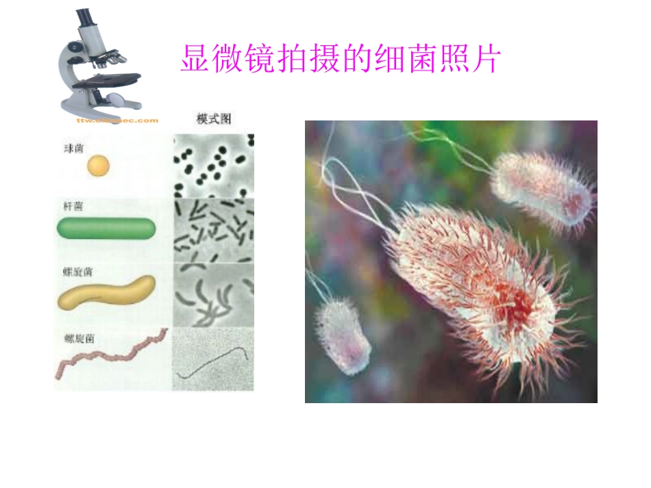 显微镜与望远镜_第2页