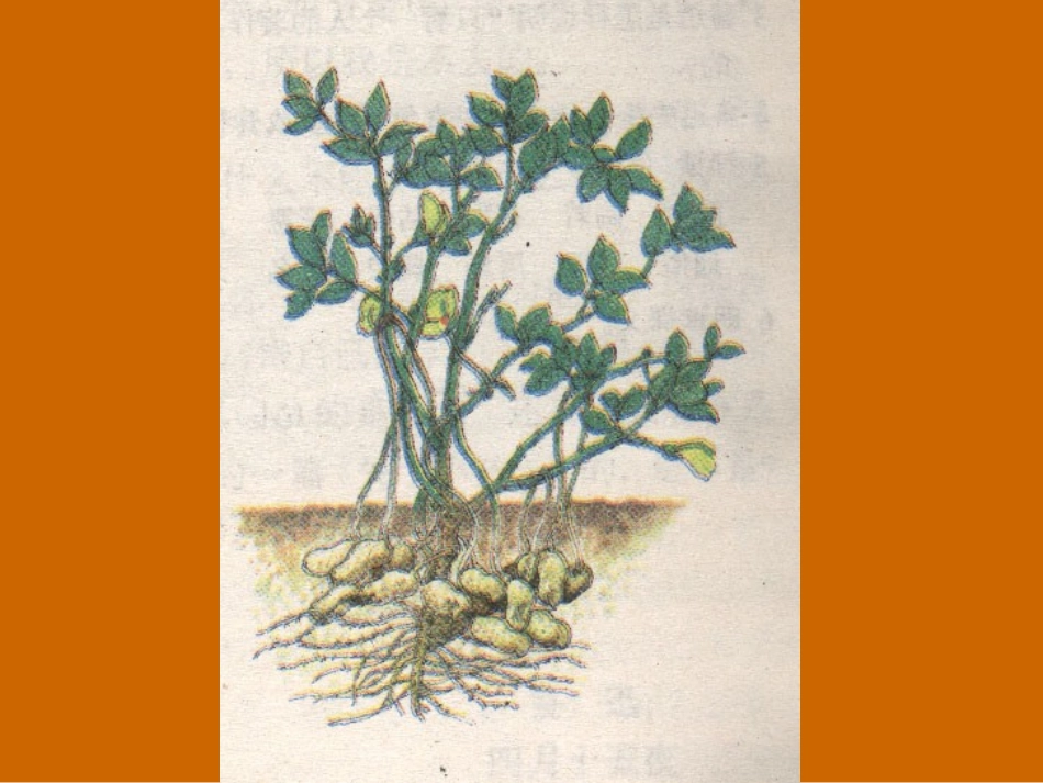 《落花生》课件2_第2页