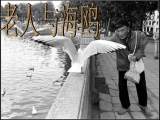 《老人与海鸥》课件