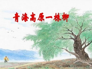 《青海高原一株柳》PPT课件