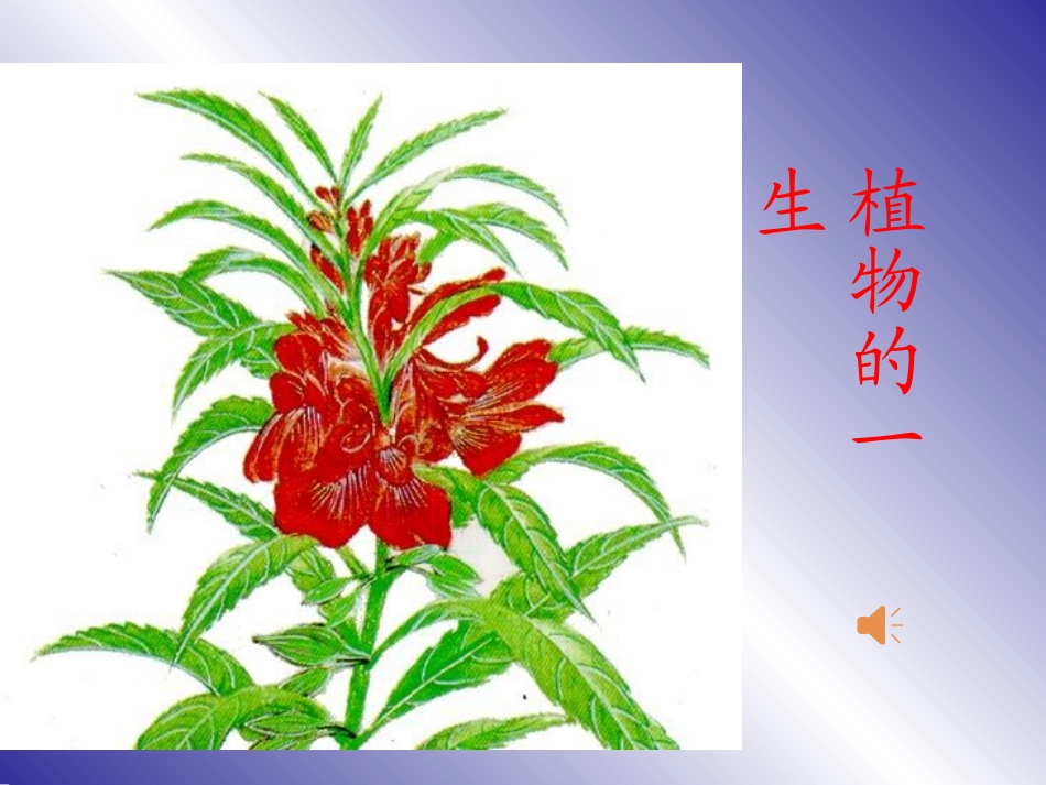 植物的一生－课件_第1页