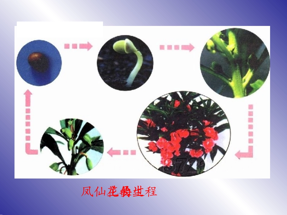植物的一生－课件_第2页