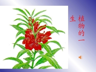 植物的一生－课件