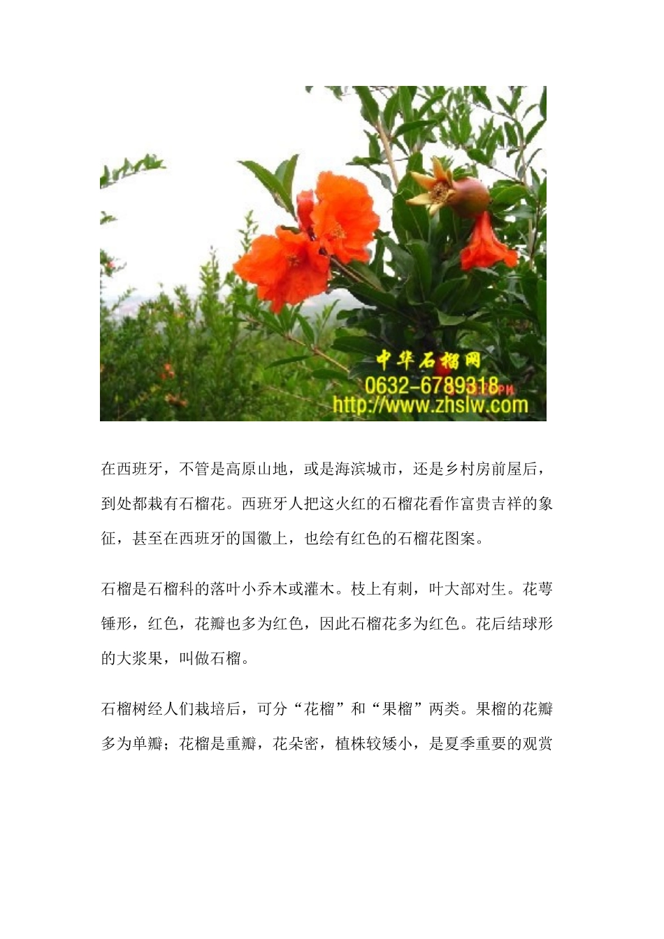 石榴花的食用与药用_第2页