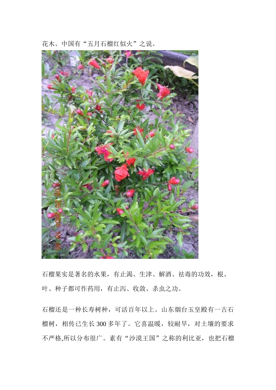 石榴花的食用与药用_第3页