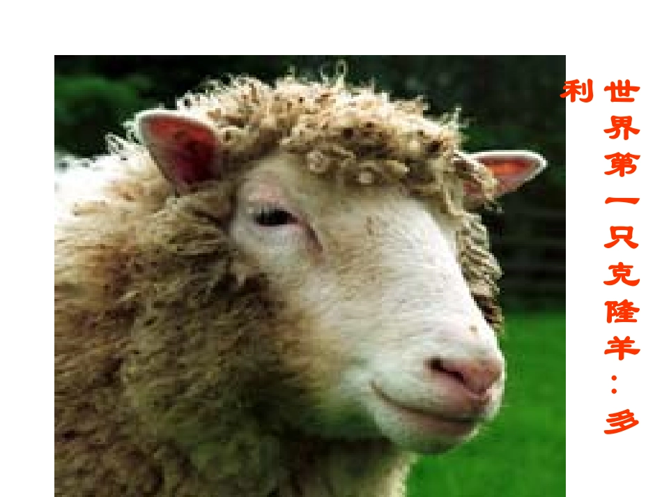 选修（5）431蛋白质和核酸_第2页