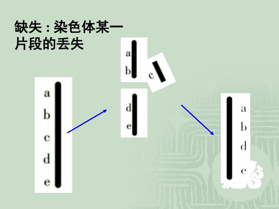 人教版必修二第五章第二节染色体结构和变异（共30张PPT）_第3页