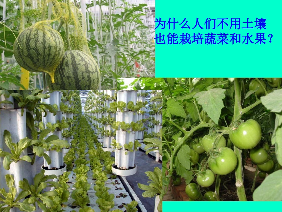 第2节绿色植物从土壤中获得_第2页