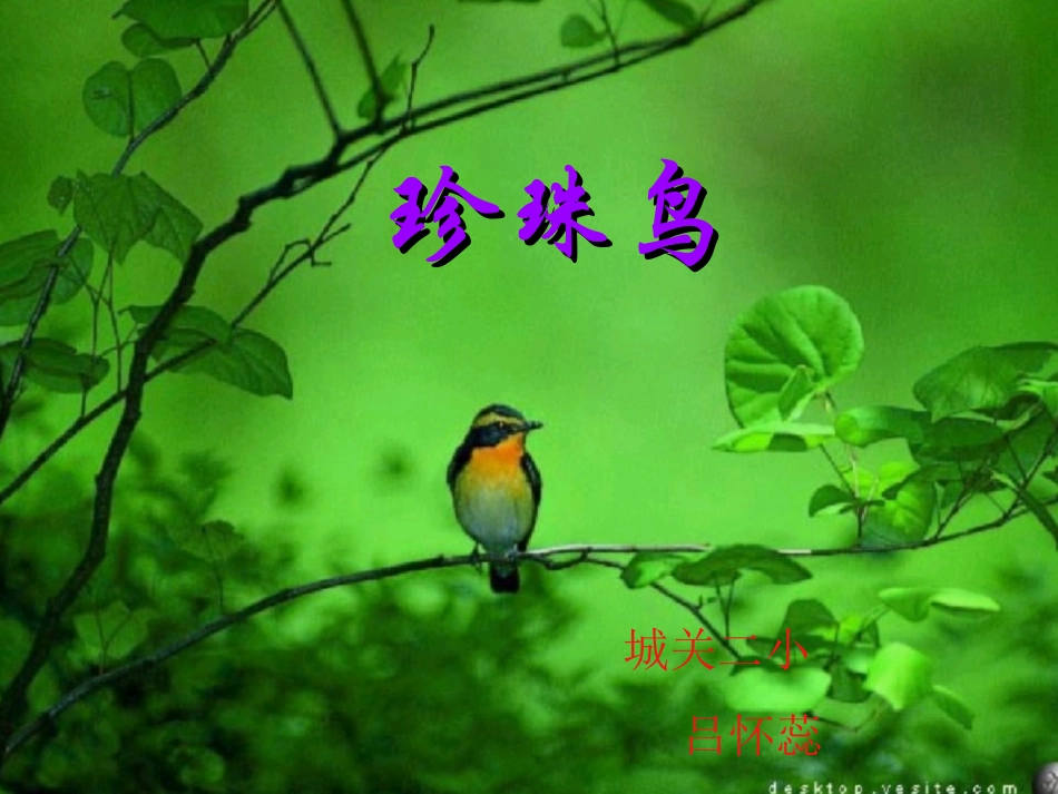 课件《珍珠鸟》_第1页