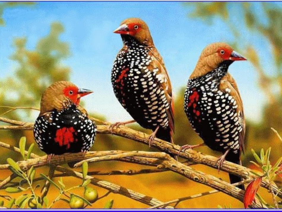 课件《珍珠鸟》_第2页