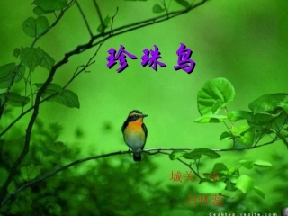 课件《珍珠鸟》