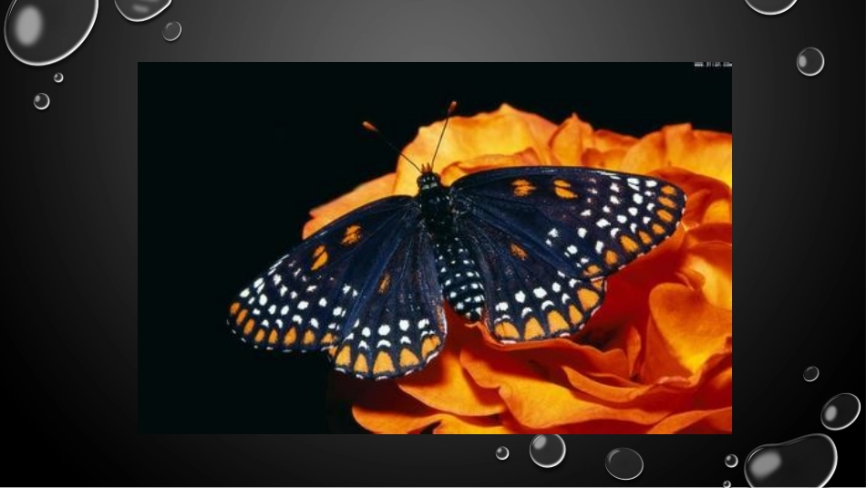 《蝴蝶落我家》课件_第2页