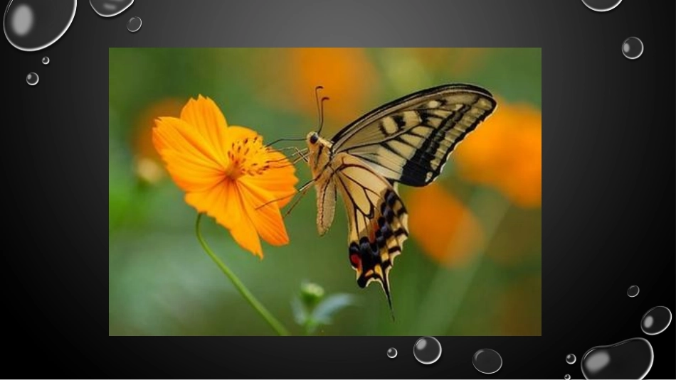 《蝴蝶落我家》课件_第3页